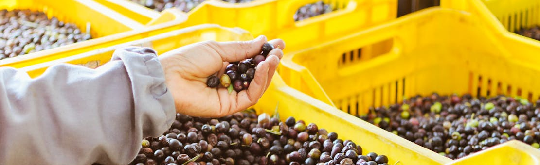 Olives vertes et noires pour une huile racée